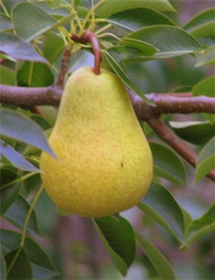 hruška